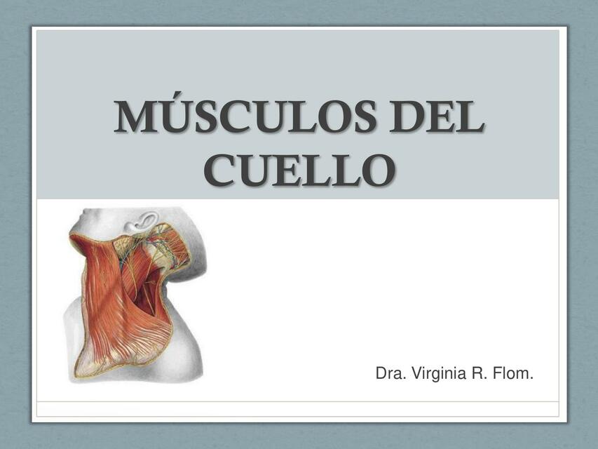 Músculos del Cuello