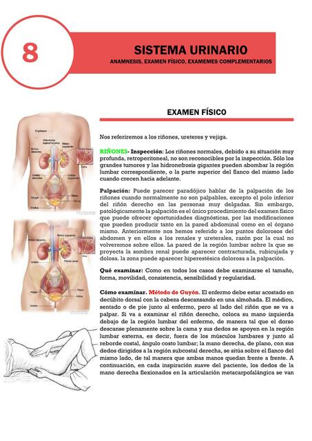 Sistema Urinario