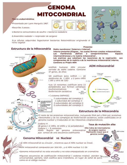 Genoma Mitocondrial 