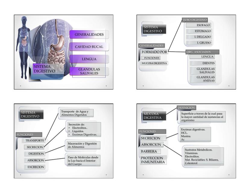 Imágenes Sistema Digestivo