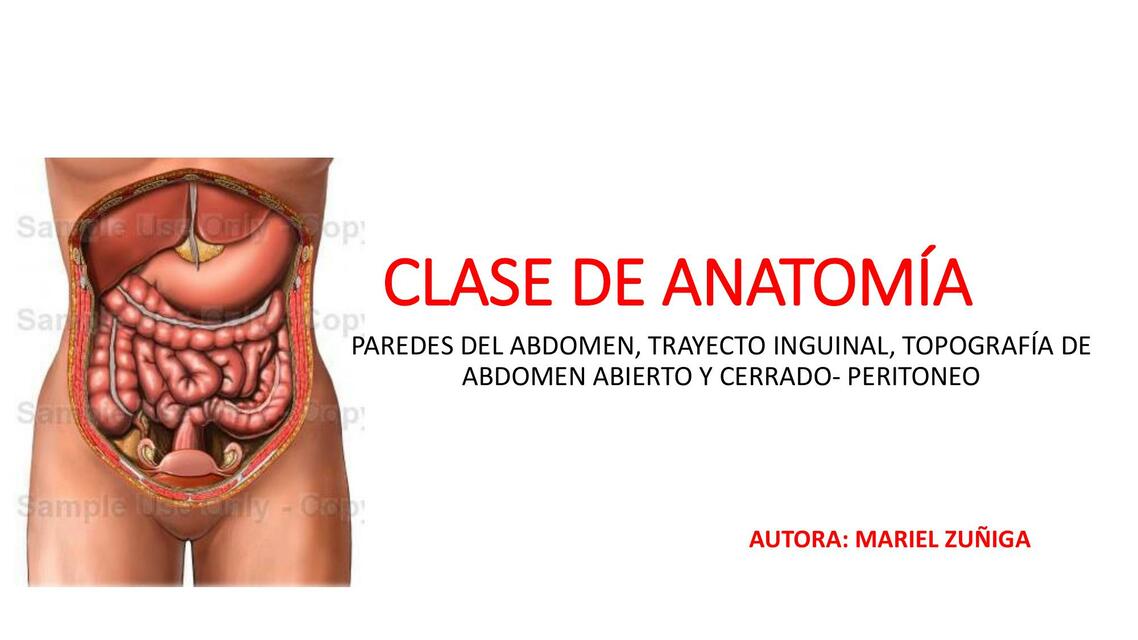 Paredes del Abdomen, Trayecto Inguinal, Topografía de Abdomen Abierto y Cerrado 