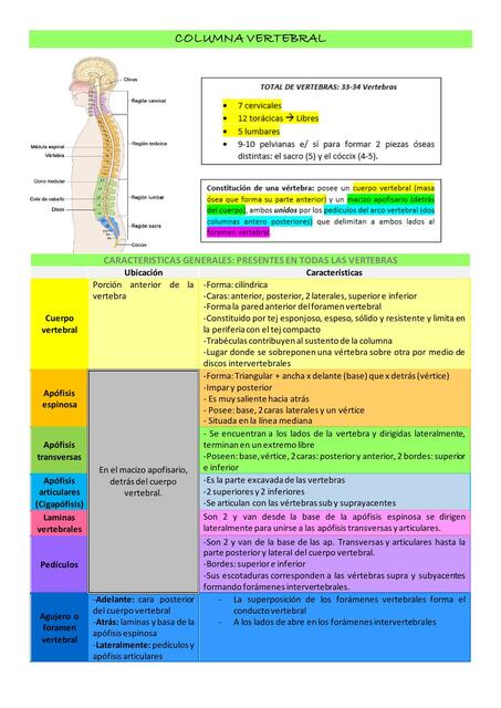 Columna Vertebral