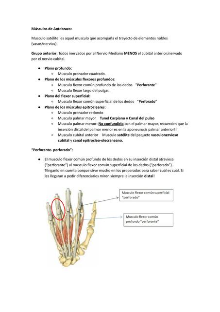 Músculos de Antebrazo