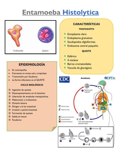 Ciclo De Vida De Entamoeba Histolytica 9326