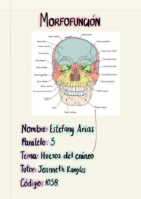 Huesos Endo Y Exo Craneal