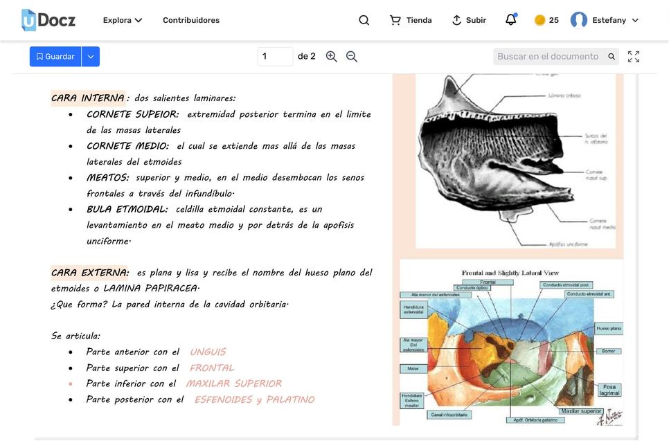 Etmoides Huesos de la cabeza Anatomía general 