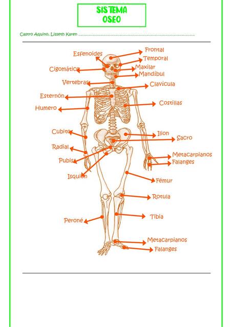 SISTEMA OSEO 