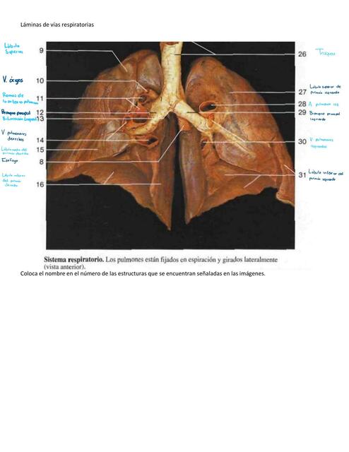 Láminas Vías Respiratorias
