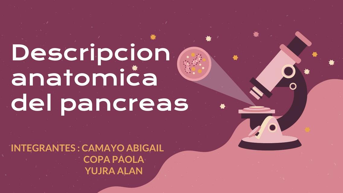 Descripción Anatómica del Páncreas 