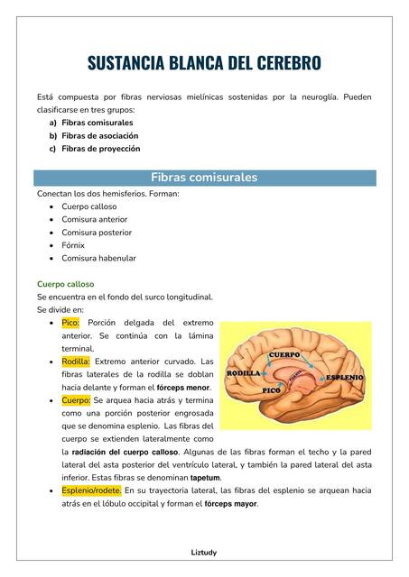 SUSTANCIA BLANCA DEL CEREBRO