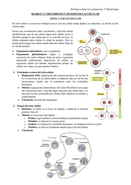 Biología Celular