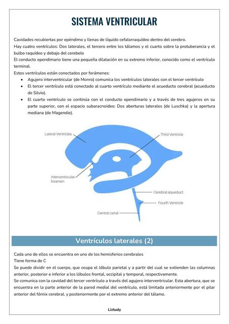 Sistema Ventricular 