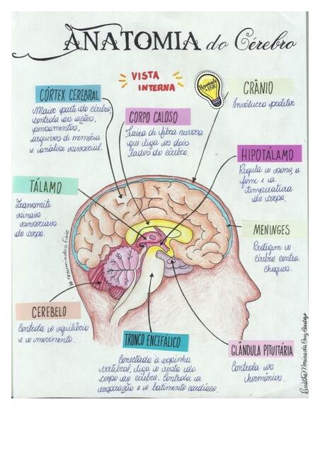 Anatomía de Cerebro