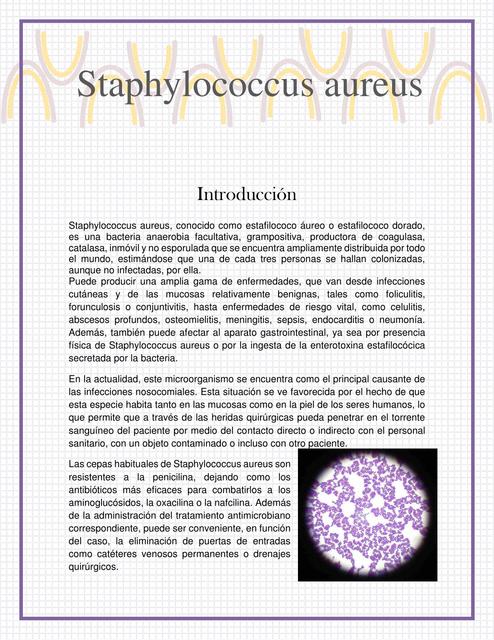 Características del staphylococcus aureus