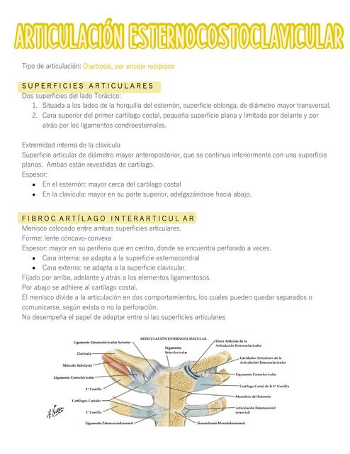 Articulación Esternoclavicular