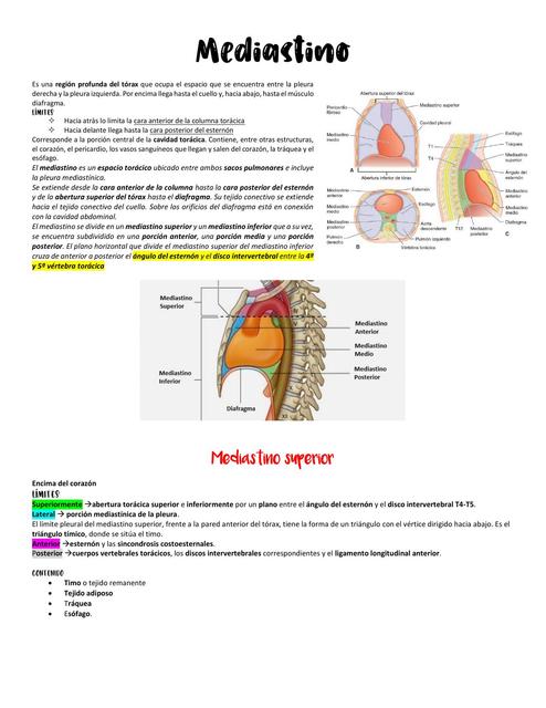 Mediastino