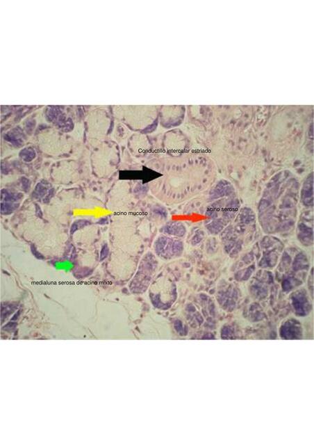 Histología con Referencias