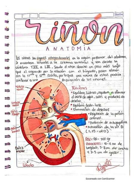 Anatomía del Riñon 