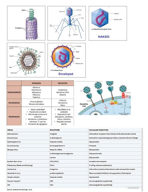 Imágenes Microbiología 