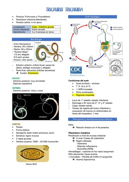 Trichuris Trichiura