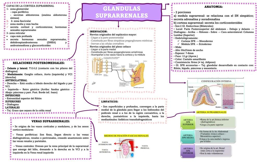 Glándulas Suprarrenales 