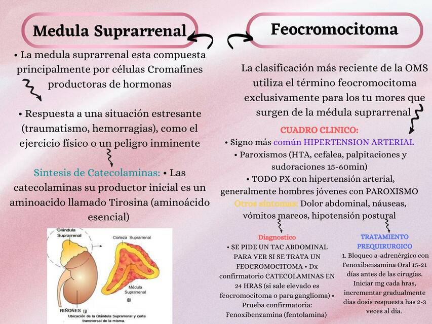 Medula Suprarrenal y Feocromocitoma