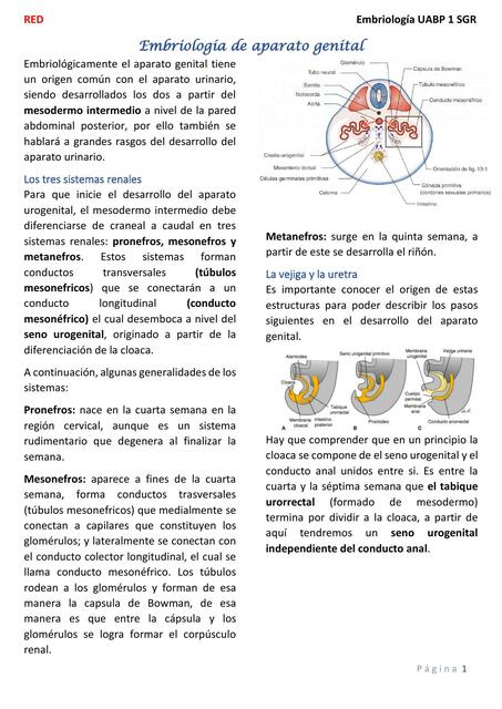 Embriología de Aparato Genital