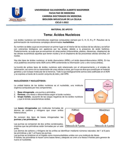 Ácidos Nucleicos 