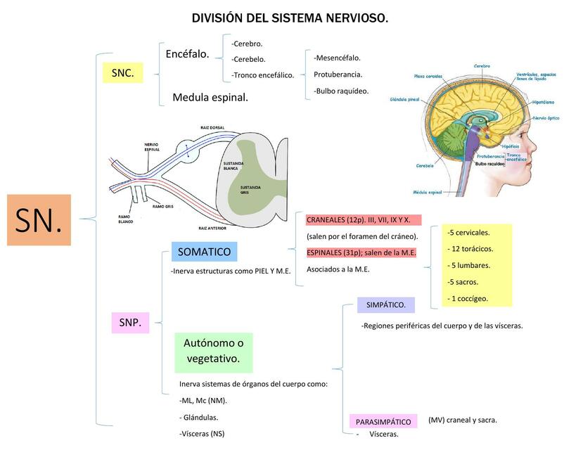 División del sistema nervioso