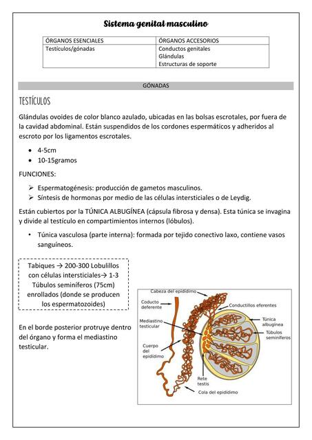 Sistema Genital Masculino