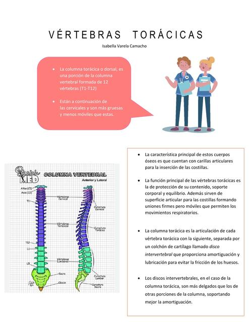 Vértebras Torácicas 