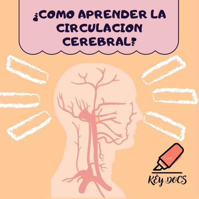 COMO APRENDER LA CIRCULACION CEREBRAL