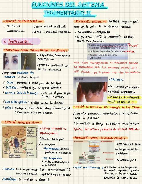 Funciones Del Sistema Tegumentario II