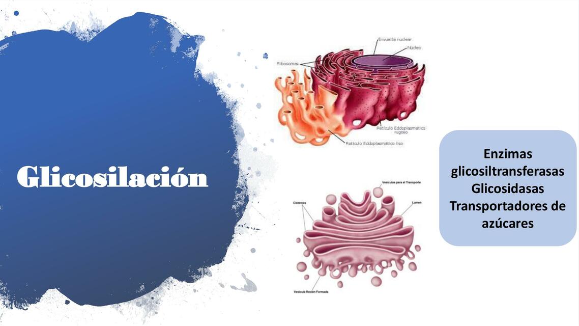 Glicosilación 