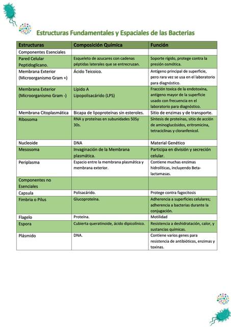 Estructuras Fundamentales y Espaciales de las Bacterias