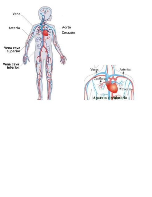 Sistema Circulatorio 