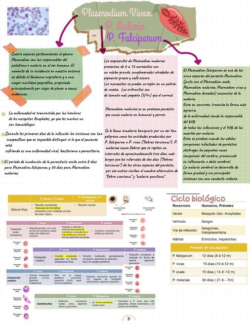 Mapa plasmidium vivax, p. Malarie, p. Falciparum 