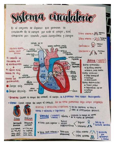 Sistema Circulatorio
