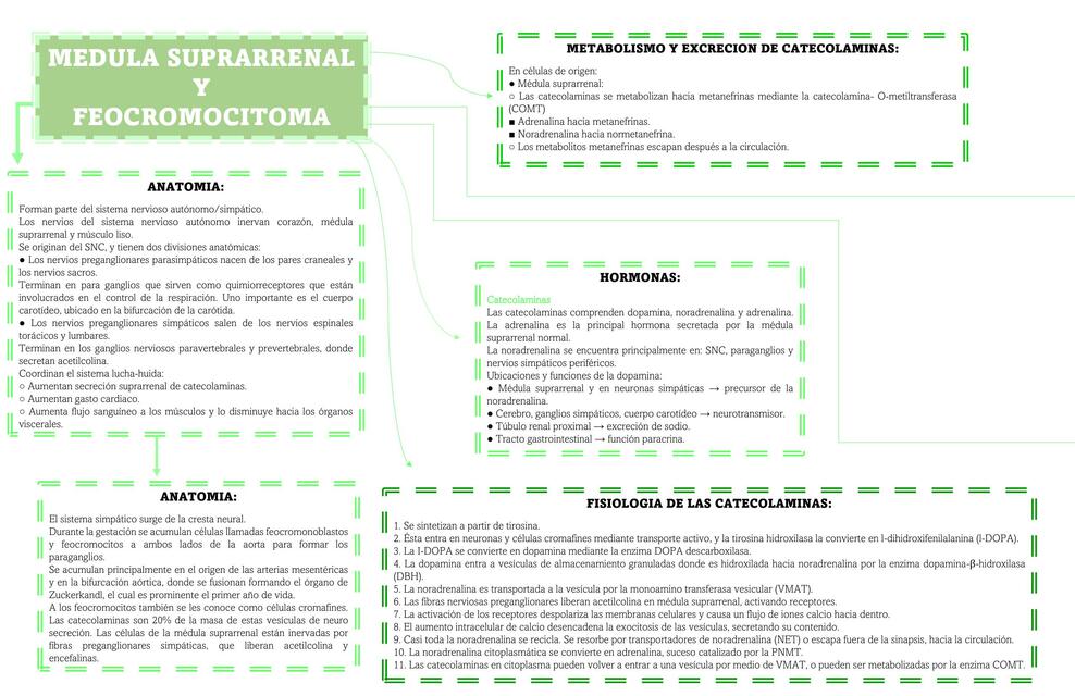 Médula Suprarrenal y Feocromocitoma 