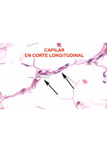 Capilar en Corte Longitudinal 