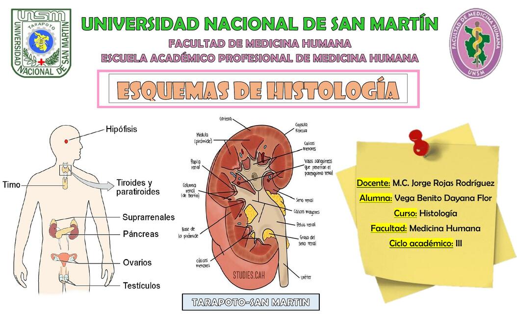 Esquemas de Histología