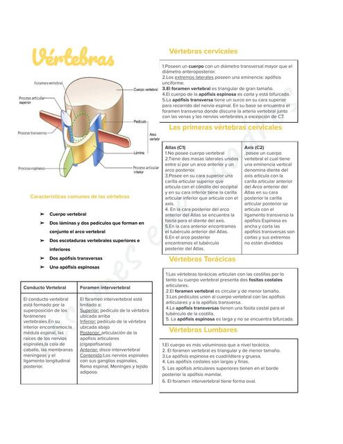 L2 Columna Vetebral (parte 1)