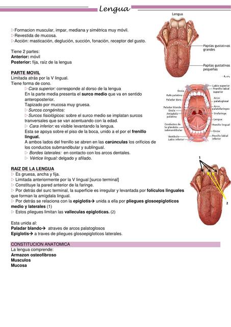 Lengua