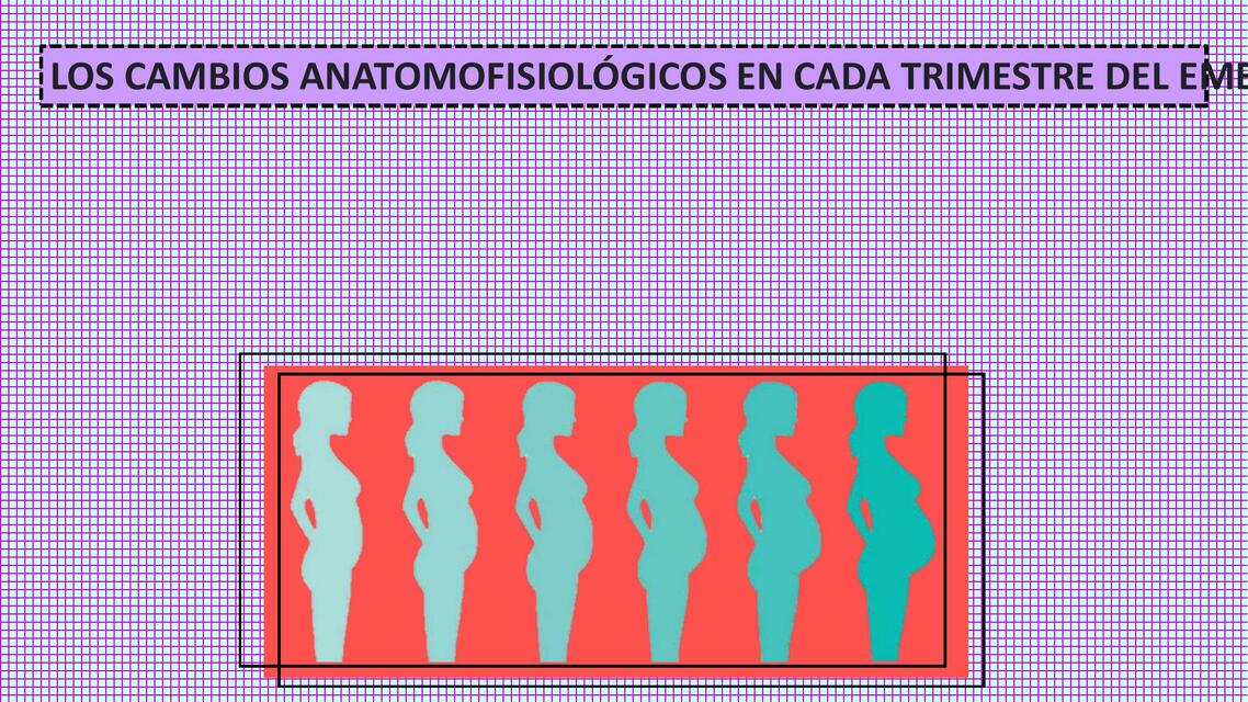 Cambios Anatomfisiológicos en cada Trimestre del Embarazo