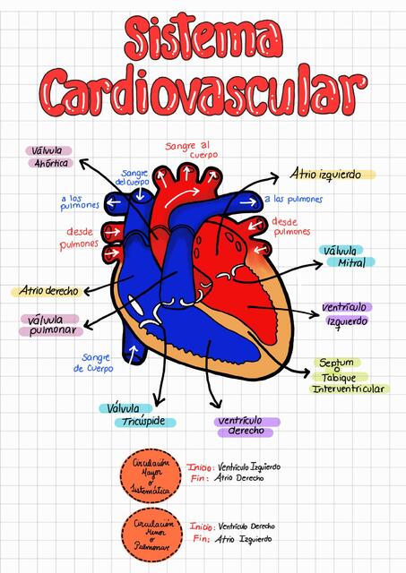 Sistema Cardiovascular 