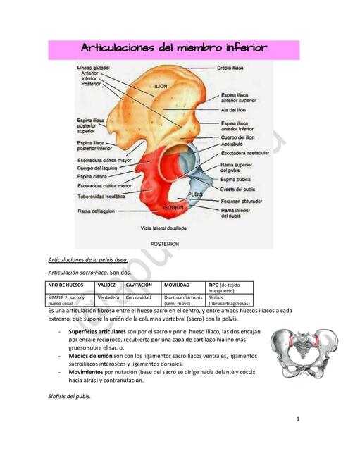 Articulaciones del Miembro Inferior
