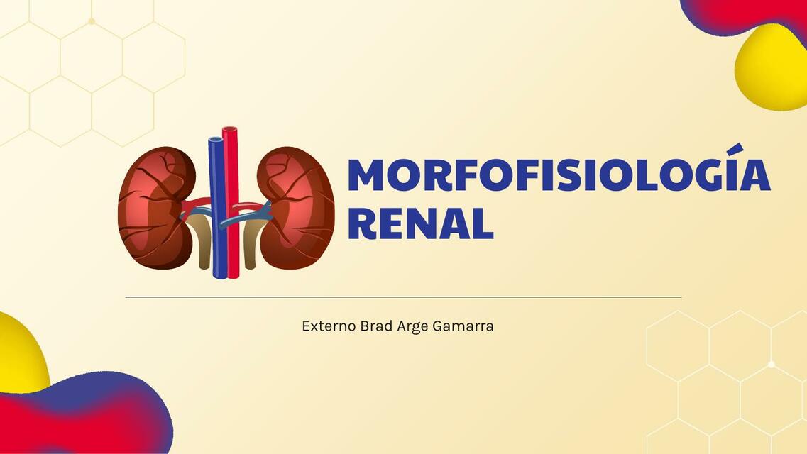 Morfofisiología Renal