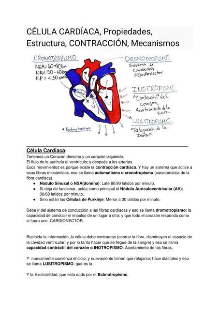  Célula cardíaca, propiedades, estructura, contracción y mecanismos