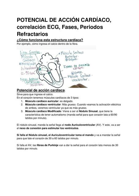 2 Potencial de acción cardíaco, correlación ECG, fases, periodos refractarios