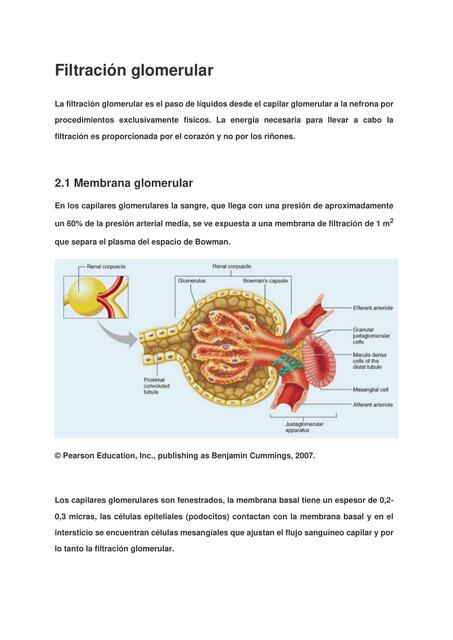 Filtración Glomerular